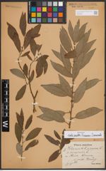 Foto von Salix aurita L. x Salix cinerea L. x Salix viminalis L.